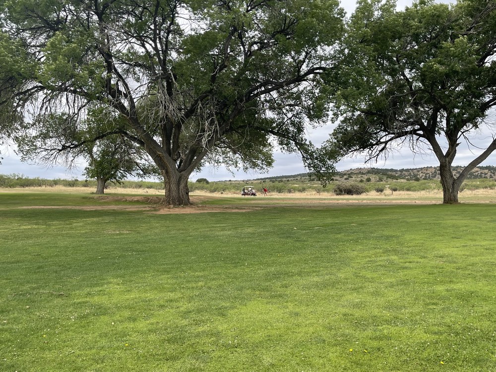 Green grounds with large trees near Tucumcari